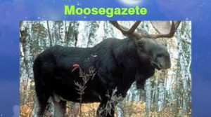 Moosegazete